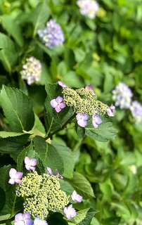 6786360D-73FF-4ED3-B28A-052417943D78.jpeg