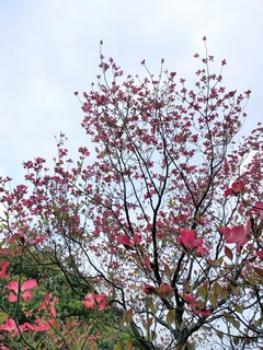 IMG_20200417_154344.jpg