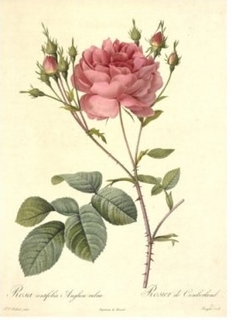 rose2.jpg