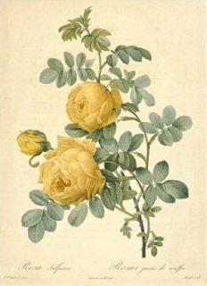 rose3.jpg